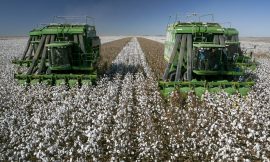 Cotton Still Showing Gains at Midday