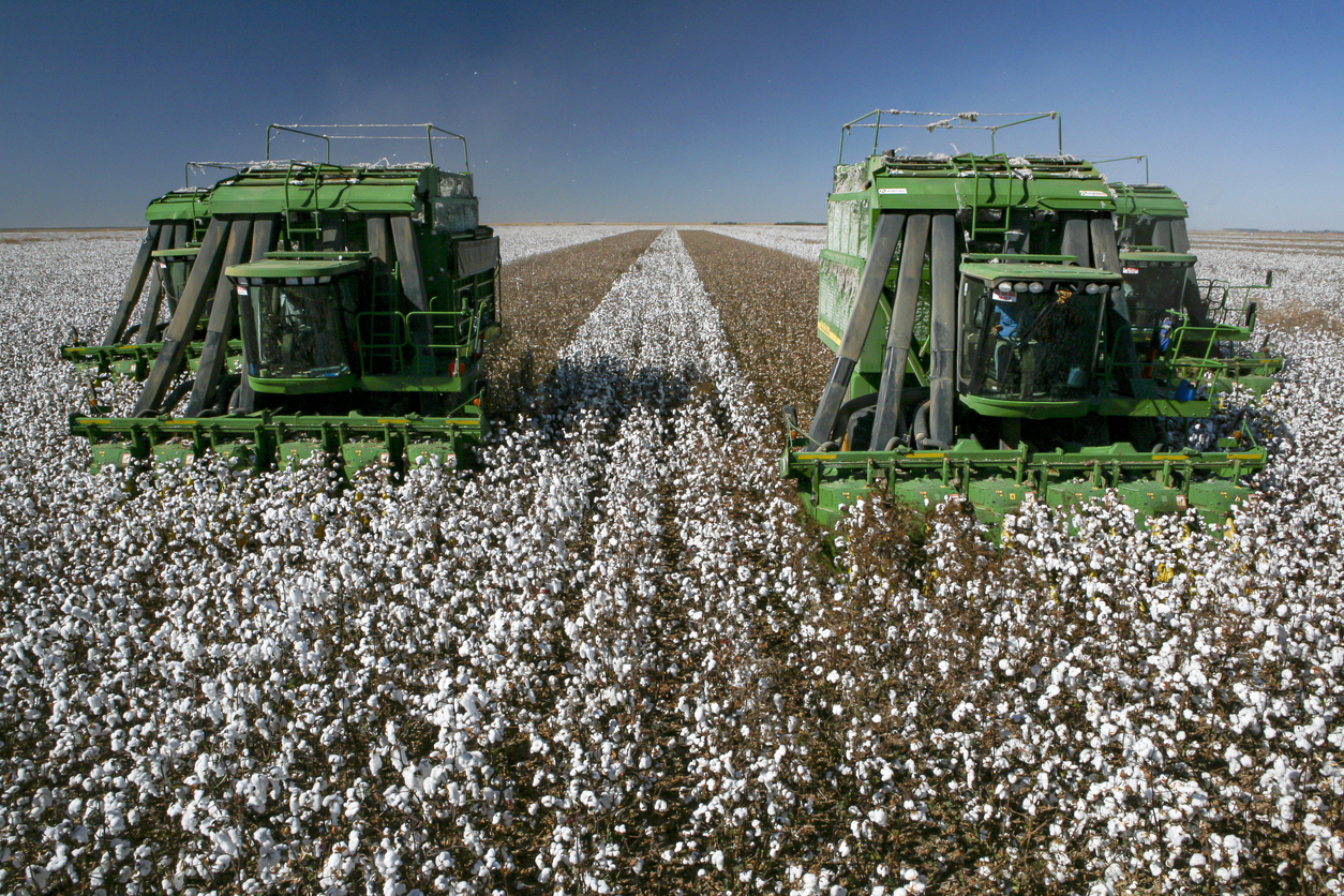 cotton-still-showing-gains-at-midday
