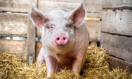 Hog Bulls Gaining Ground Following Weekend Trade Talks