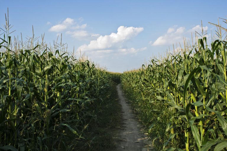 Read more about the article Corn Higher Following USDA Release