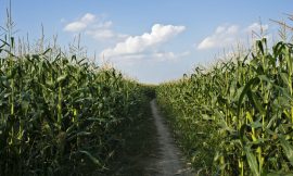 Corn Weakness Extends to Tuesday