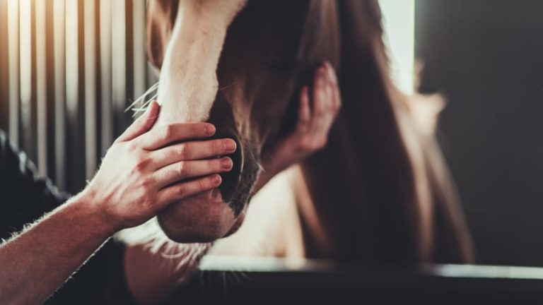 Read more about the article Stable hands fired by stud farm win four months’ wages