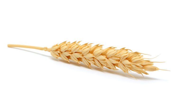 Read more about the article Wheat Posts Thursday Strength