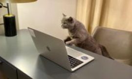 Firm posts lucrative office cat-sitting job