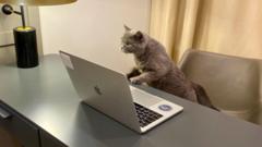 firm-posts-lucrative-office-cat-sitting-job