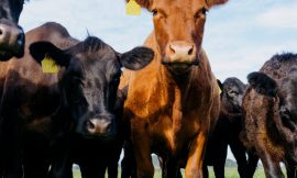 British Consumers Are Skeptical of American Meat. Can They Change?