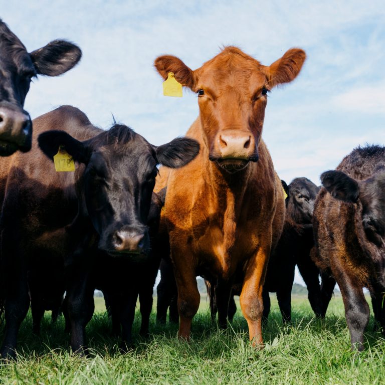 Read more about the article British Consumers Are Skeptical of American Meat. Can They Change?