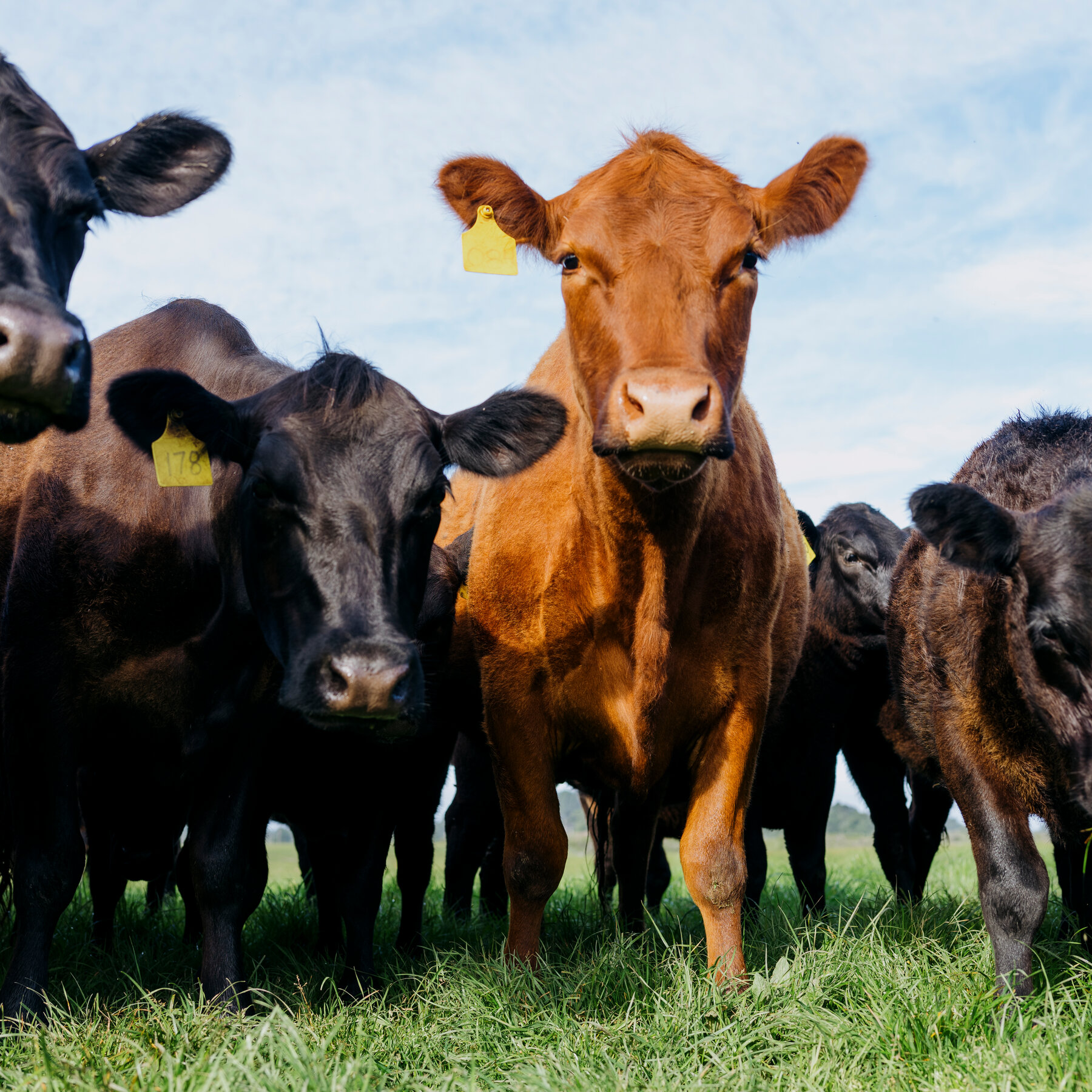 british-consumers-are-skeptical-of-american-meat.-can-they-change?