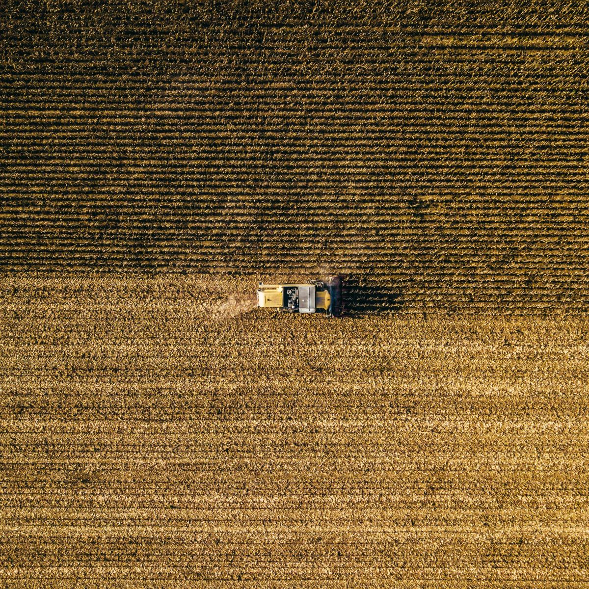 wheat-holding-strength-to-round-out-may