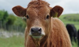 Cattle Rallying on Wednesday