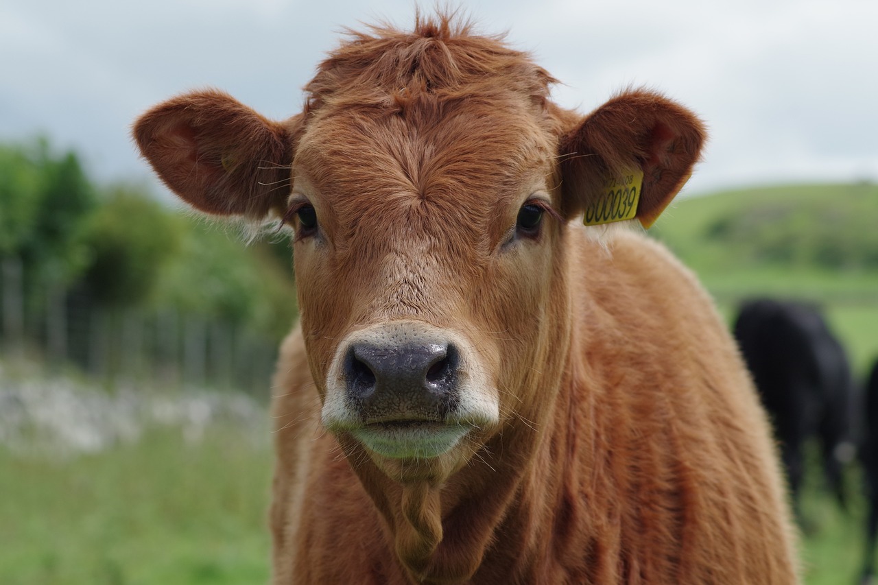 cattle-rallying-on-wednesday