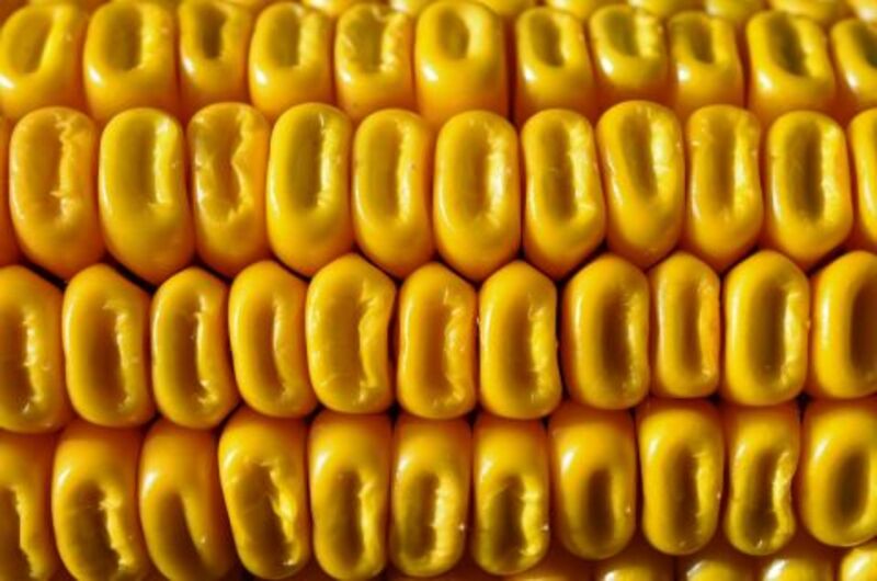 corn-easing-back-lower-to-start-friday