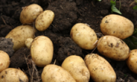 Devon-based food group given £1.5m to redistribute surplus crops