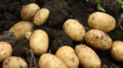 devon-based-food-group-given-1.5m-to-redistribute-surplus-crops