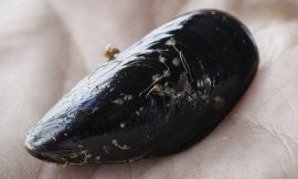 Kinsale locals to submit petition against mussel farm
