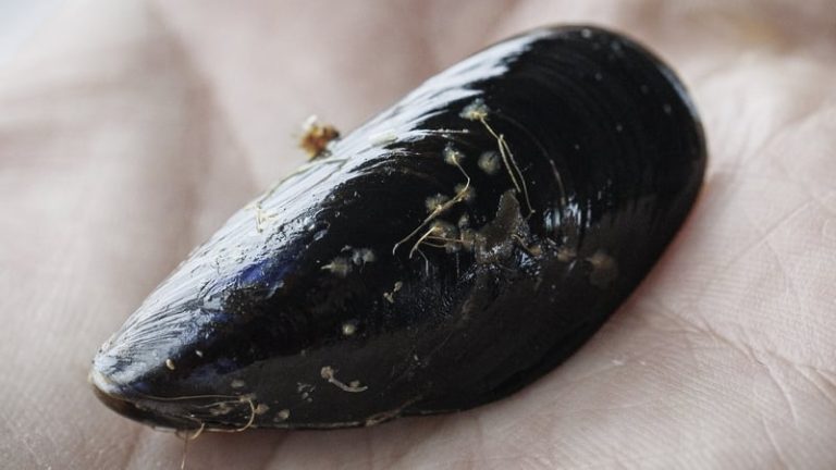 Read more about the article Kinsale locals to submit petition against mussel farm