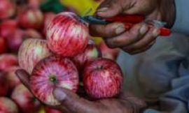 Indian scientists search for the perfect apple