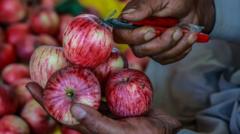 indian-scientists-search-for-the-perfect-apple