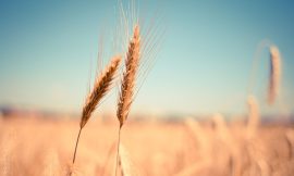 Wheat Joins the Rally on Friday to Ease Week’s Losses