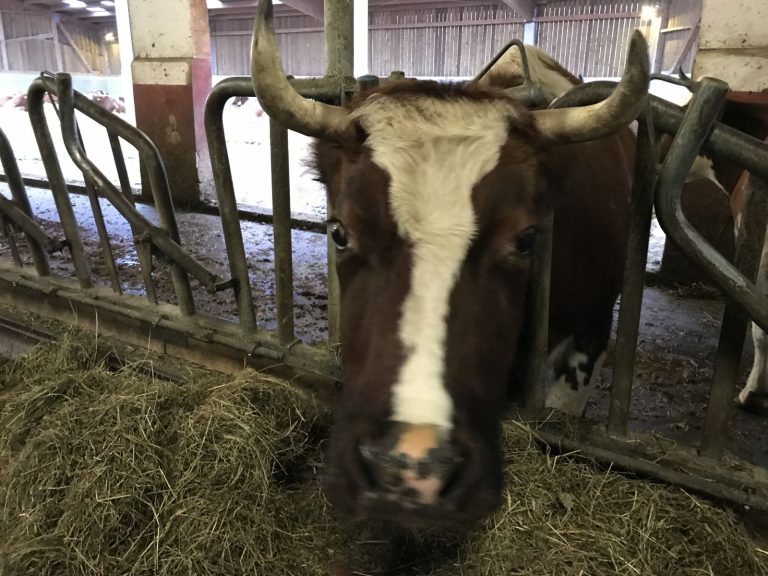 Read more about the article Cattle Fall on Friday as Cash Takes a Breather