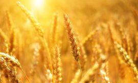 Wheat Weakness Continuing at Midday