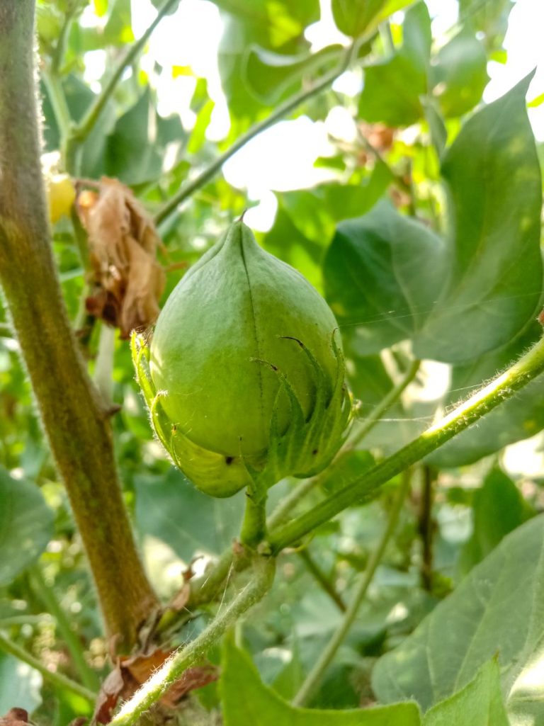 Read more about the article Cotton Slipping Back to Start Tuesday