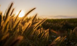 Wheat Shorts Running for Cover on Wednesday
