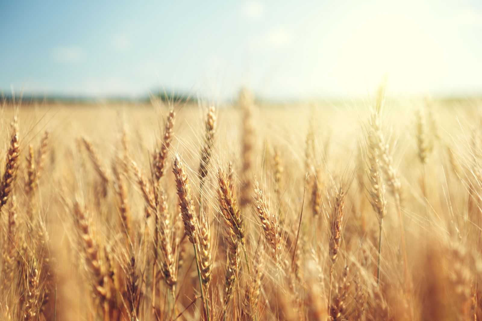wheat-returns-from-holiday-break-to-some-profit-taking