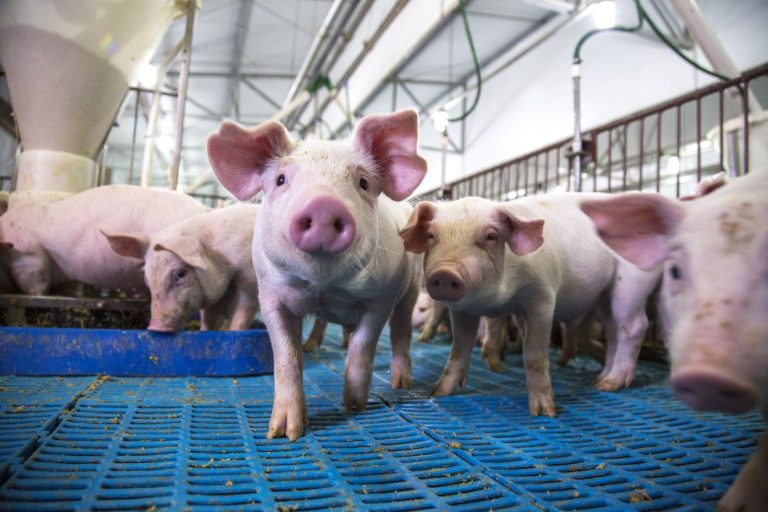 Read more about the article Hogs Higher Going Into Weekend, With Some New Life of Contract Highs