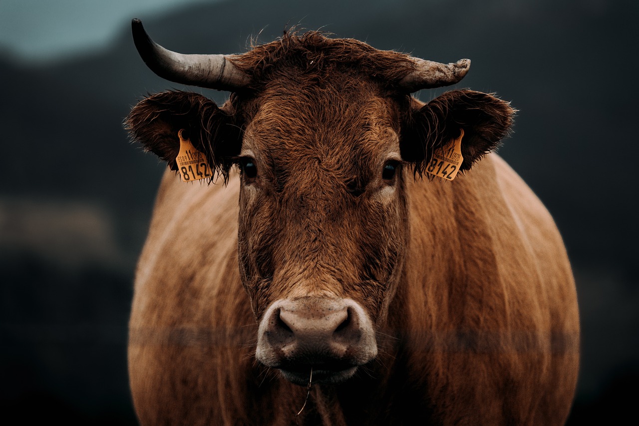 cattle-bulls-stabilize-the-line-and-bring-in-reinforcements-ahead-of-usda-cof-report