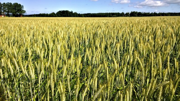 Read more about the article Wheat Succumbs to Pre-Weekend Profit Taking