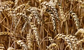 Wheat Falls Lower on Tuesday