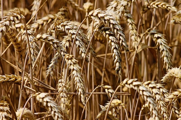 Read more about the article Wheat Falls Lower on Tuesday