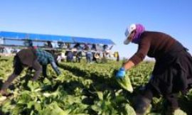 ‘We need these people’: Trump’s migrant crackdown has businesses worried