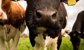 Cattle Pushing Higher to Close Out the Week