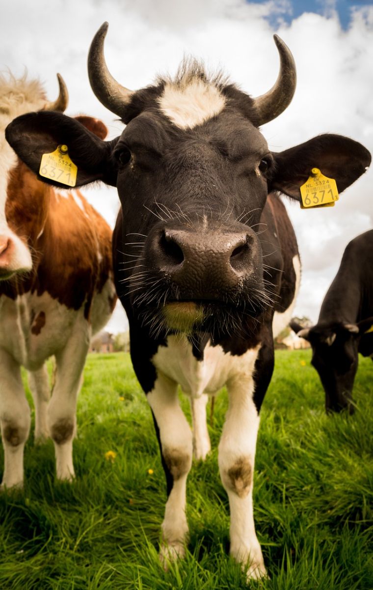 cattle-pushing-higher-to-close-out-the-week