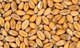 Wheat Showing Mixed Action on Friday