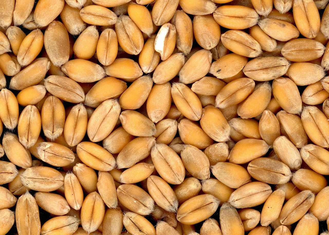 wheat-showing-mixed-action-on-friday
