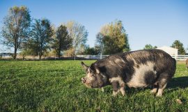 Hogs Mixed at Midday