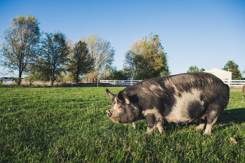 hogs-mixed-at-midday