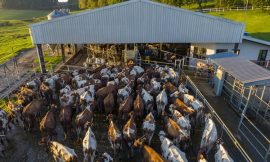 Report raises questions about viability of Irish farming
