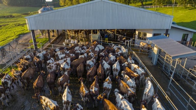 Read more about the article Report raises questions about viability of Irish farming