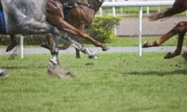 Irish National Stud records pre-tax losses of €1.8m