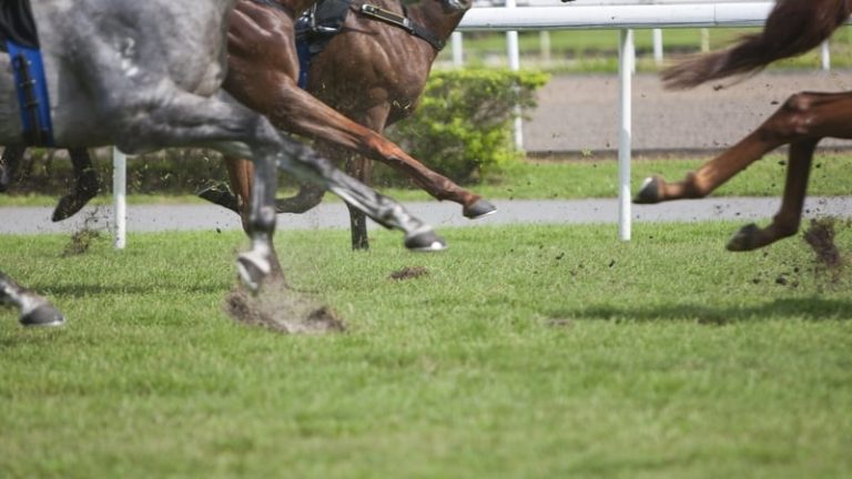 Read more about the article Irish National Stud records pre-tax losses of €1.8m