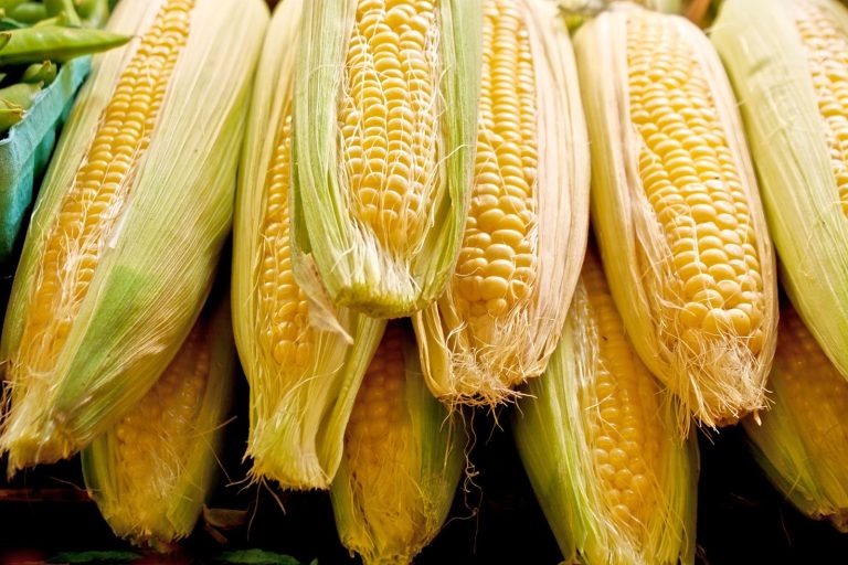 Read more about the article Corn Holding onto Gains As Traders Square Up Ahead of Extended Weekend