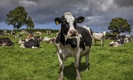 Govt told to conserve sites to retain nitrates derogation