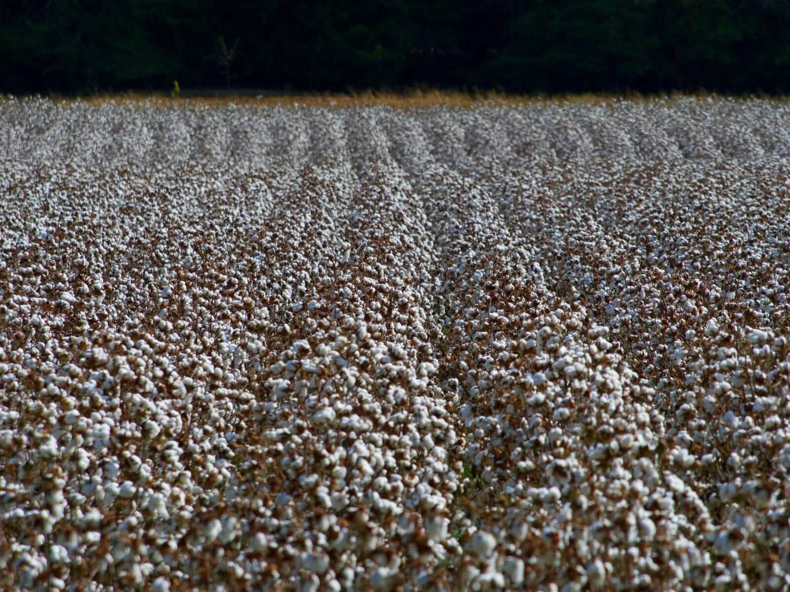cotton-sneaking-back-higher-on-wednesday