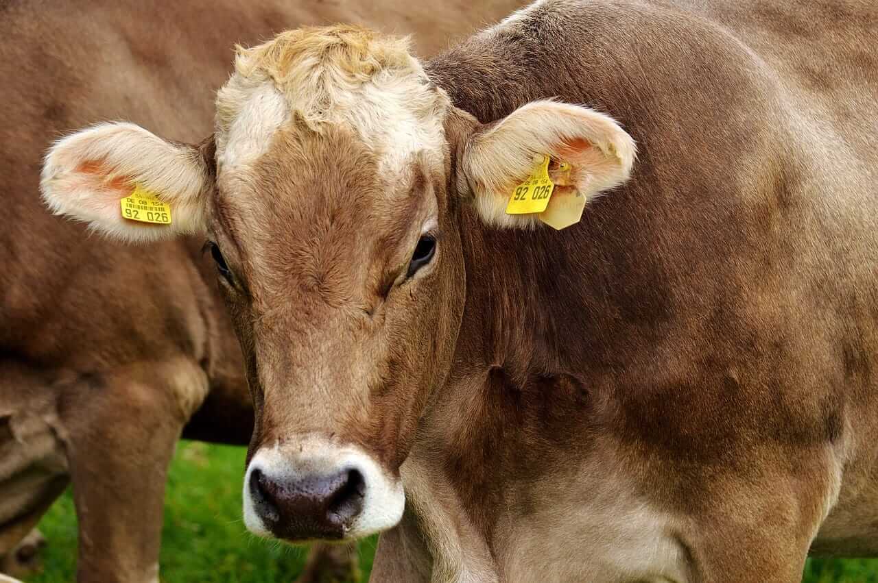 cattle-posting-gains-to-round-out-the-week