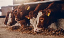 Cattle Look to Round Out Week After Retreating on Thursday