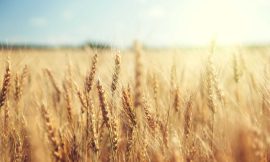 Wheat Pulling Back as USDA Raises Production
